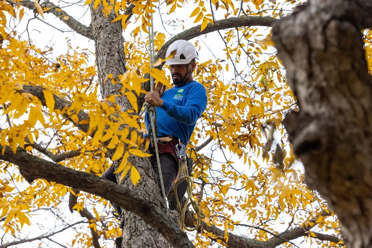 Skilled Tree Planing crew working in Palisades