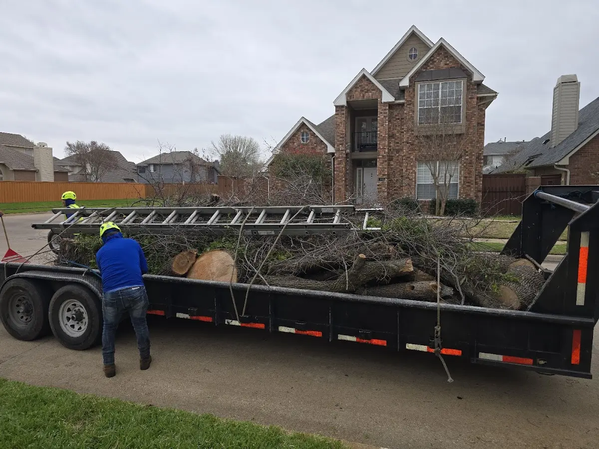 Expert Tree Pest Control with proper safety equipment in Palisades
